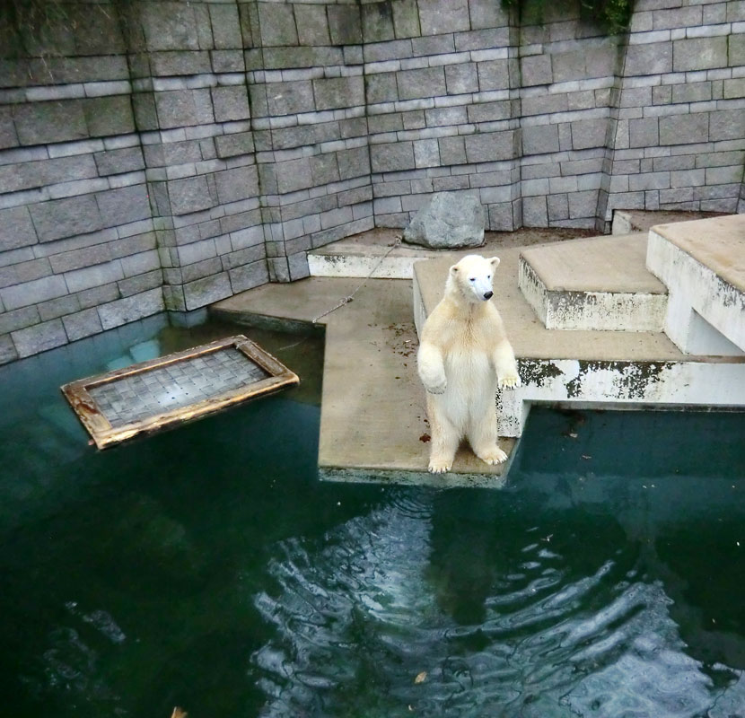 Eisbärin ANORI im Wuppertaler Zoo am 24. Dezember 2013