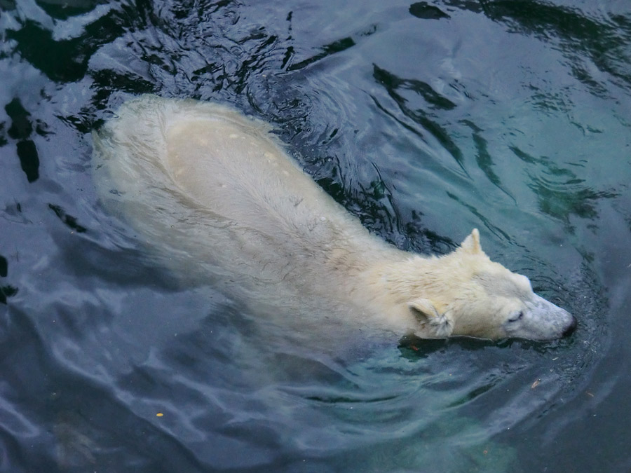 Eisbärin ANORI im Zoologischen Garten Wuppertal am 24. Dezember 2013