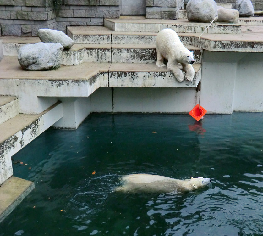 Eisbärin ANORI und Eisbär LUKA im Wuppertaler Zoo am 24. Dezember 2013