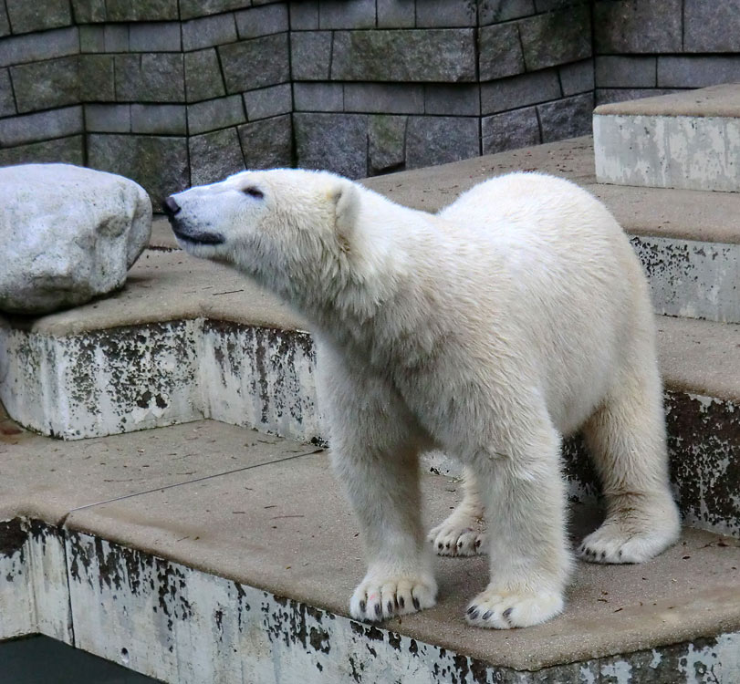 Eisbär LUKA im Zoo Wuppertal am 24. Dezember 2013