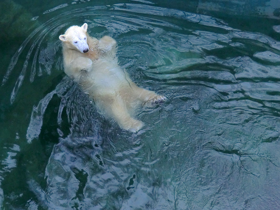 Eisbärin ANORI im Zoologischen Garten Wuppertal am 26. Dezember 2013