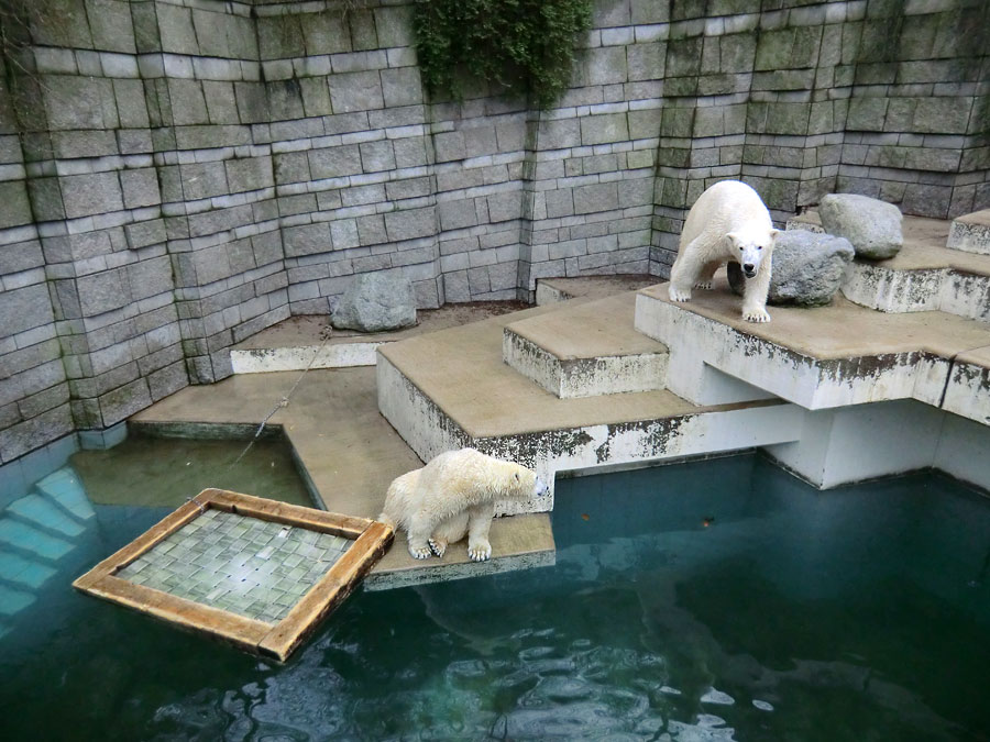 Eisbärin ANORI und Eisbär LUKA im Wuppertaler Zoo am 26. Dezember 2013