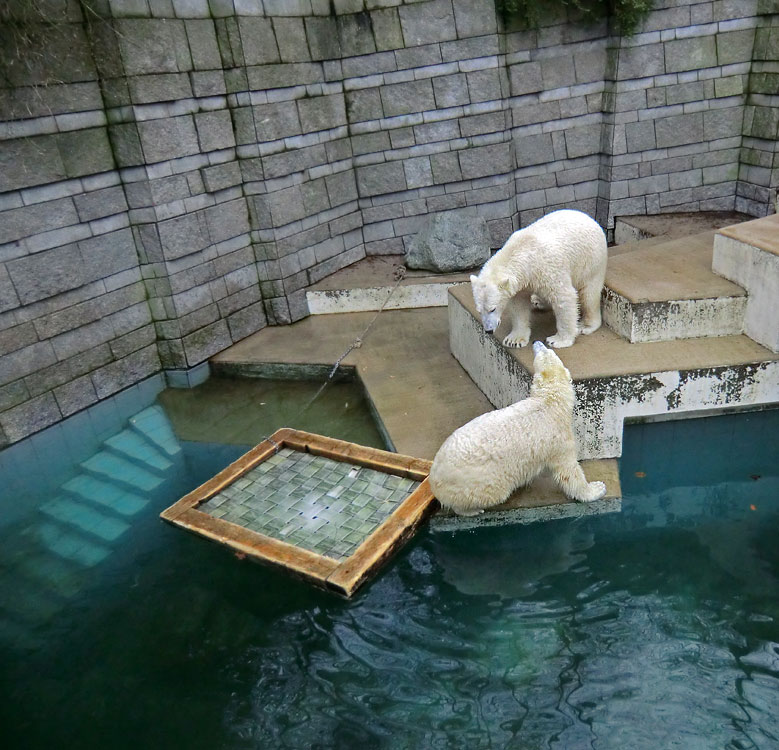 Eisbärin ANORI und Eisbär LUKA im Zoo Wuppertal am 26. Dezember 2013