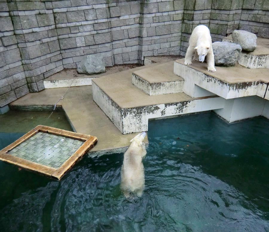 Eisbärin ANORI und Eisbär LUKA im Zoologischen Garten Wuppertal am 26. Dezember 2013