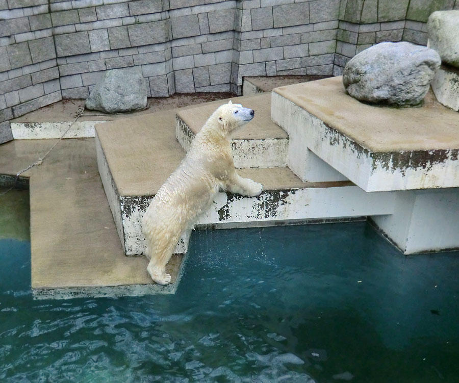 Eisbärin ANORI im Zoo Wuppertal am 26. Dezember 2013