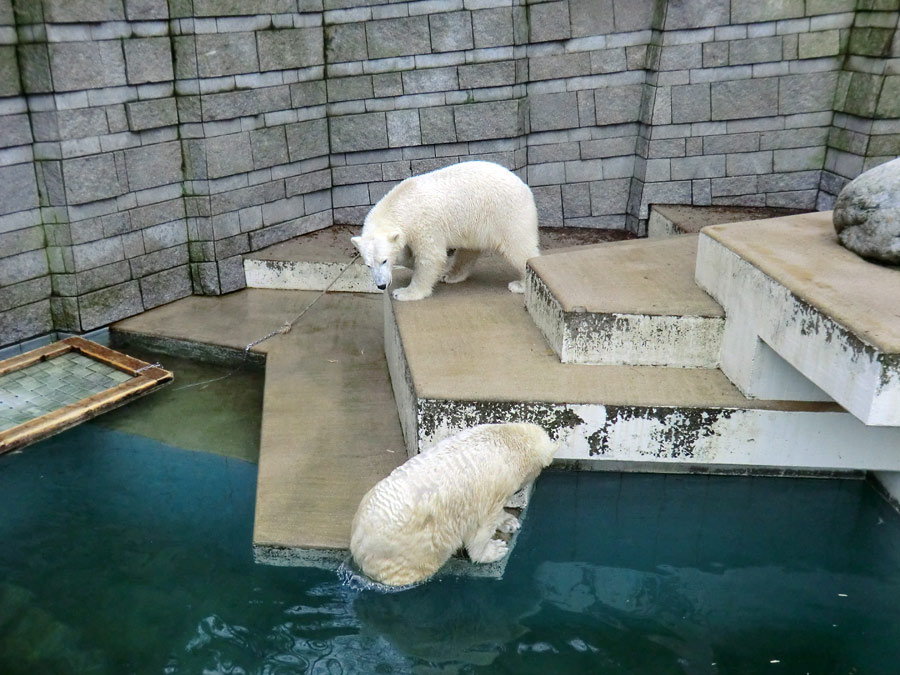 Eisbärin ANORI und Eisbär LUKA im Zoologischen Garten Wuppertal am 26. Dezember 2013