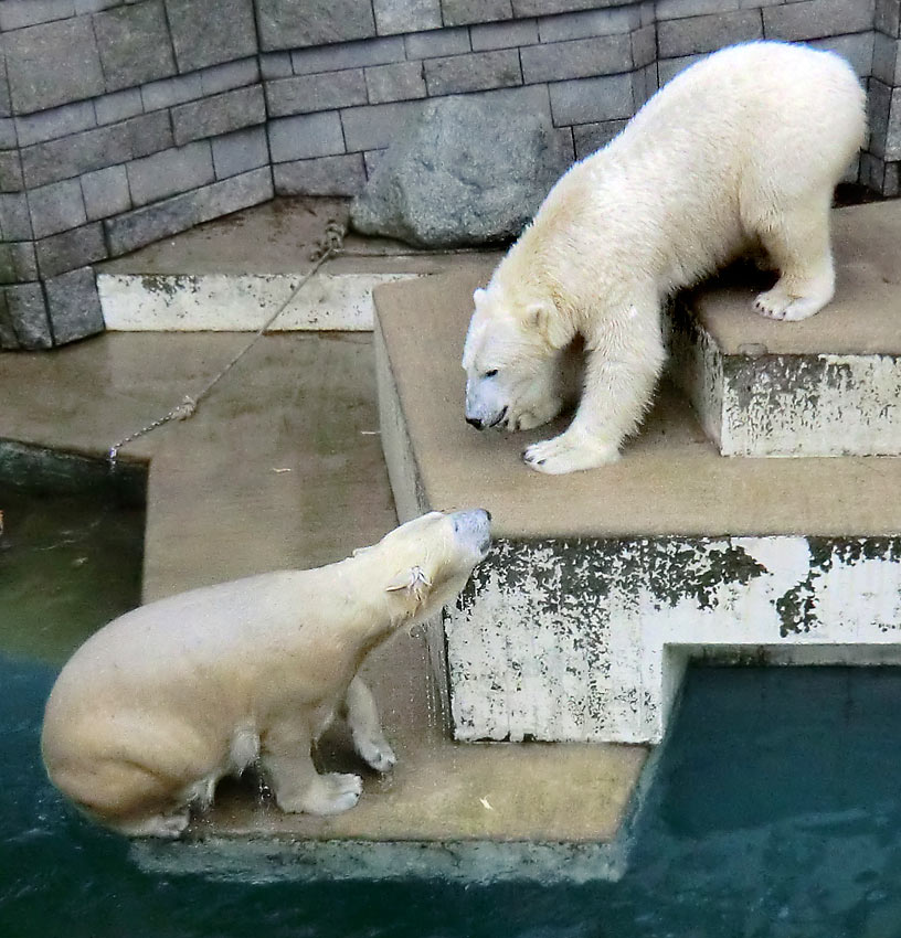 Eisbärin ANORI und Eisbär LUKA im Zoo Wuppertal am 26. Dezember 2013