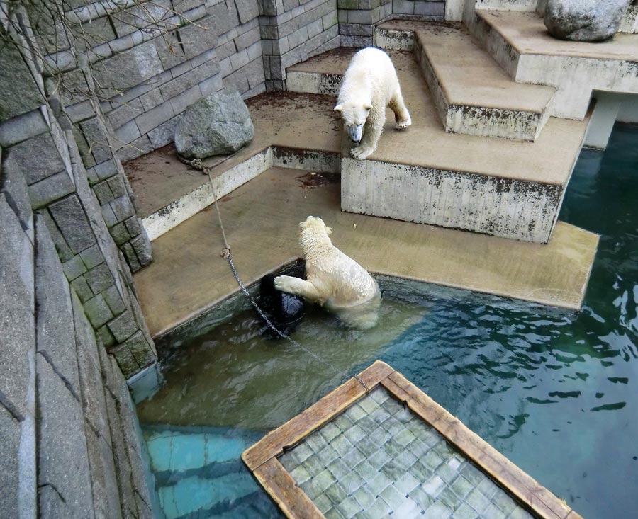 Eisbärin ANORI und Eisbär LUKA im Wuppertaler Zoo am 26. Dezember 2013