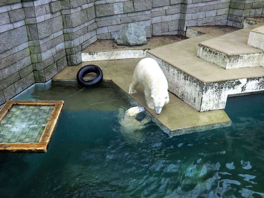 Eisbärin ANORI und Eisbär LUKA im Wuppertaler Zoo am 26. Dezember 2013