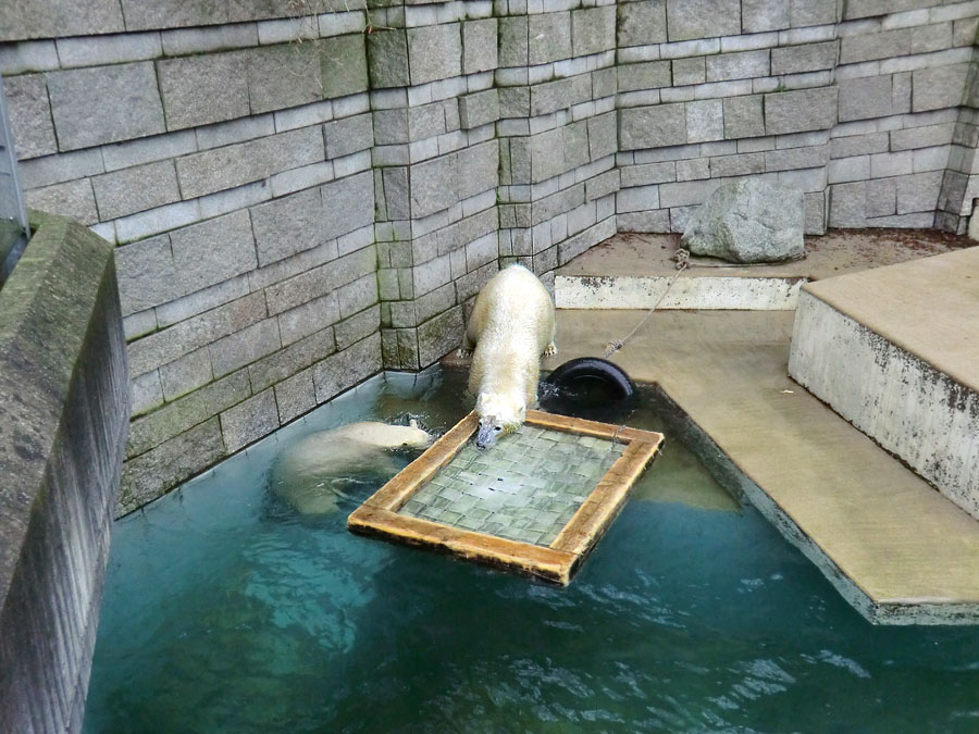 Eisbärin ANORI und Eisbär LUKA im Wuppertaler Zoo am 26. Dezember 2013