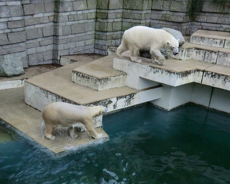 Eisbärin ANORI und Eisbär LUKA im Zoologischen Garten Wuppertal am 26. Dezember 2013