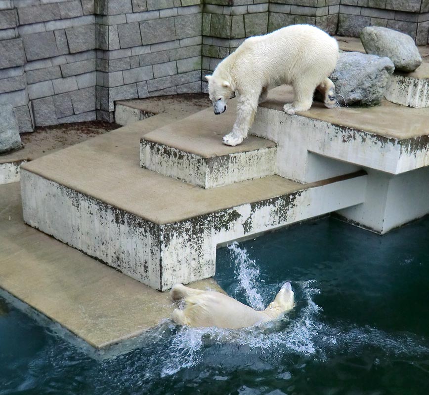 Eisbärin ANORI und Eisbär LUKA im Wuppertaler Zoo am 26. Dezember 2013