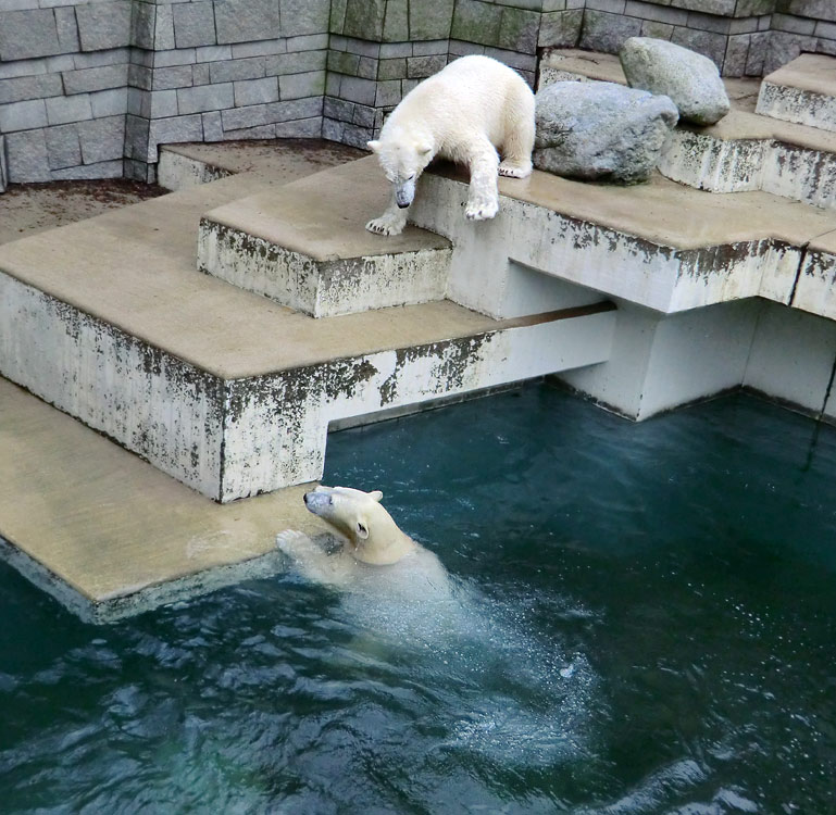 Eisbärin ANORI und Eisbär LUKA im Zoo Wuppertal am 26. Dezember 2013