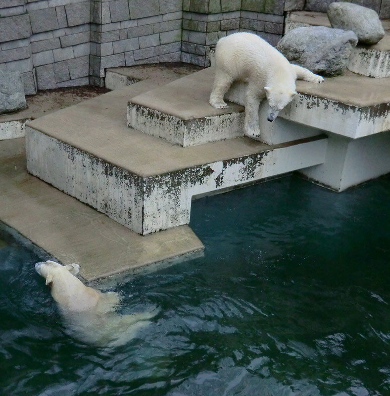 Eisbärin ANORI und Eisbär LUKA im Zoologischen Garten Wuppertal am 26. Dezember 2013