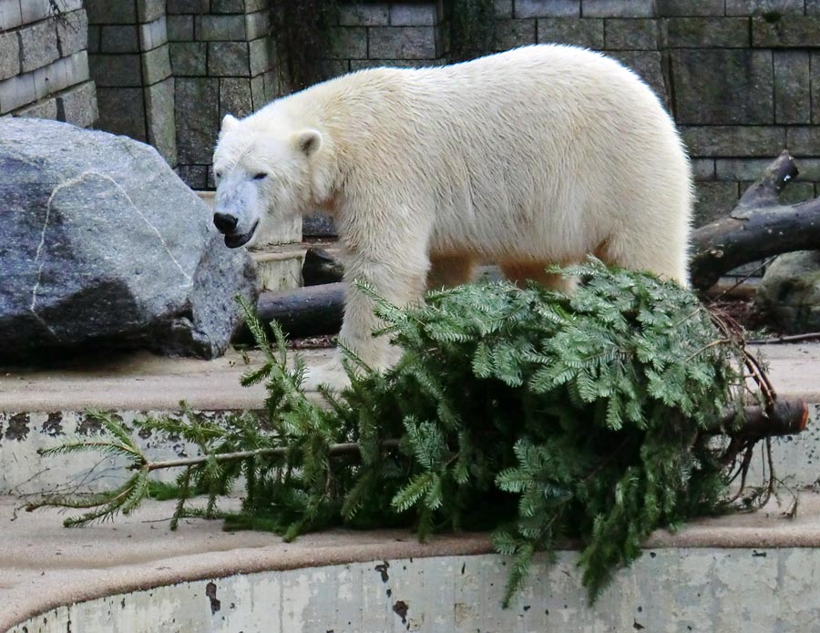 Eisbär LUKA im Wuppertaler Zoo am 28. Dezember 2013
