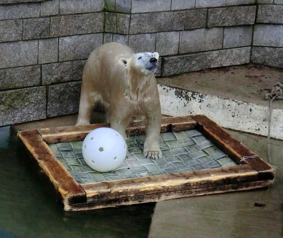 Eisbärin ANORI im Wuppertaler Zoo am 28. Dezember 2013