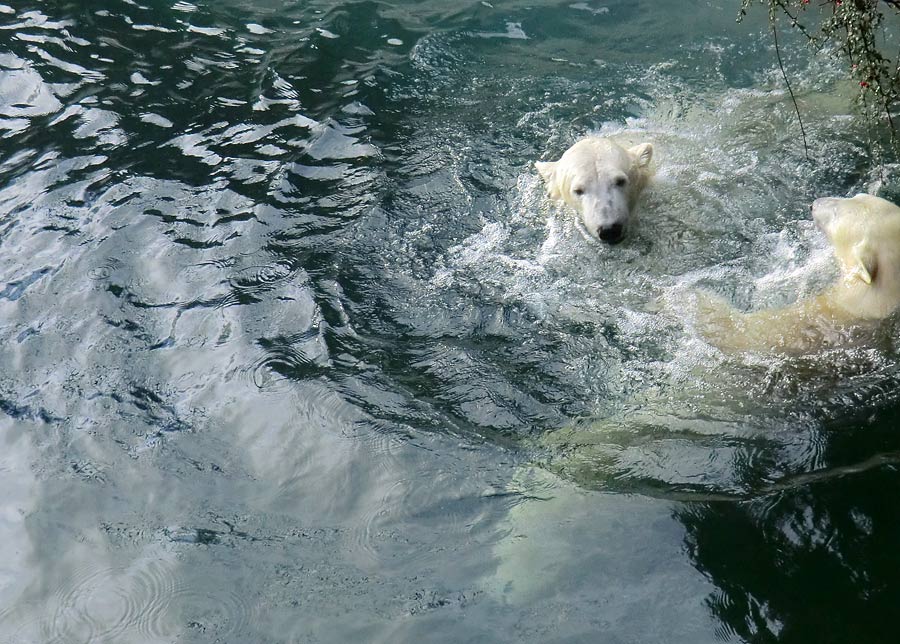 Eisbär LUKA und Eisbärin ANORI im Zoologischen Garten Wuppertal am 28. Dezember 2013