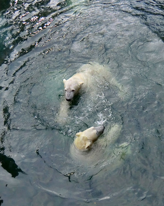 Spielende Eisbären im Wasser im Zoo Wuppertal am 28. Dezember 2013