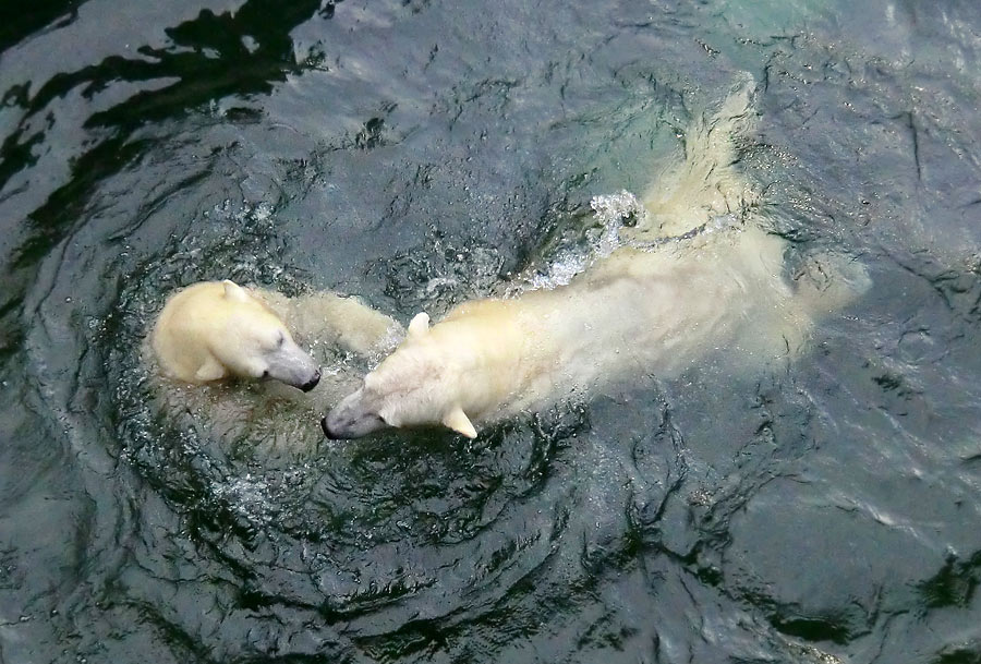 Eisbärin ANORI und Eisbär LUKA im Zoologischen Garten Wuppertal am 28. Dezember 2013