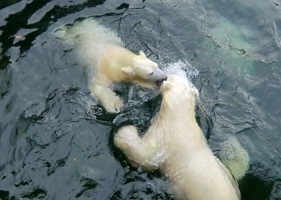 Eisbärin ANORI und Eisbär LUKA im Wuppertaler Zoo am 28. Dezember 2013