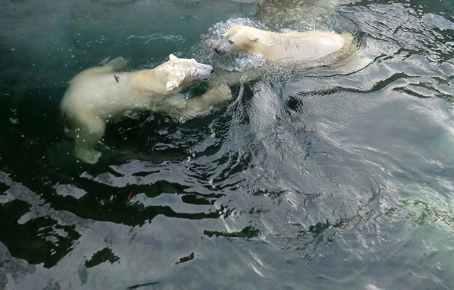 Eisbär LUKA und Eisbärin ANORI im Zoologischen Garten Wuppertal am 28. Dezember 2013