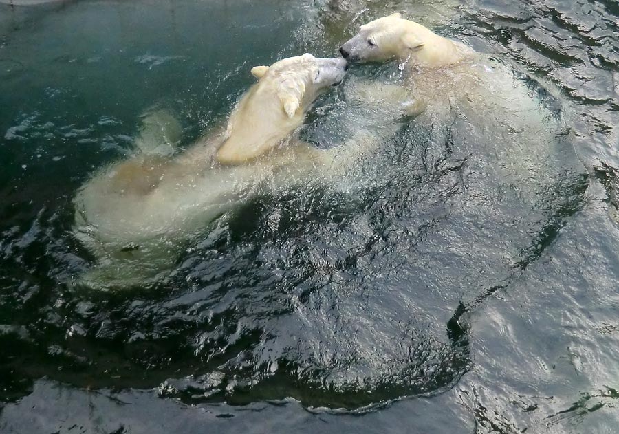 Eisbär LUKA und Eisbärin ANORI im Wuppertaler Zoo am 28. Dezember 2013