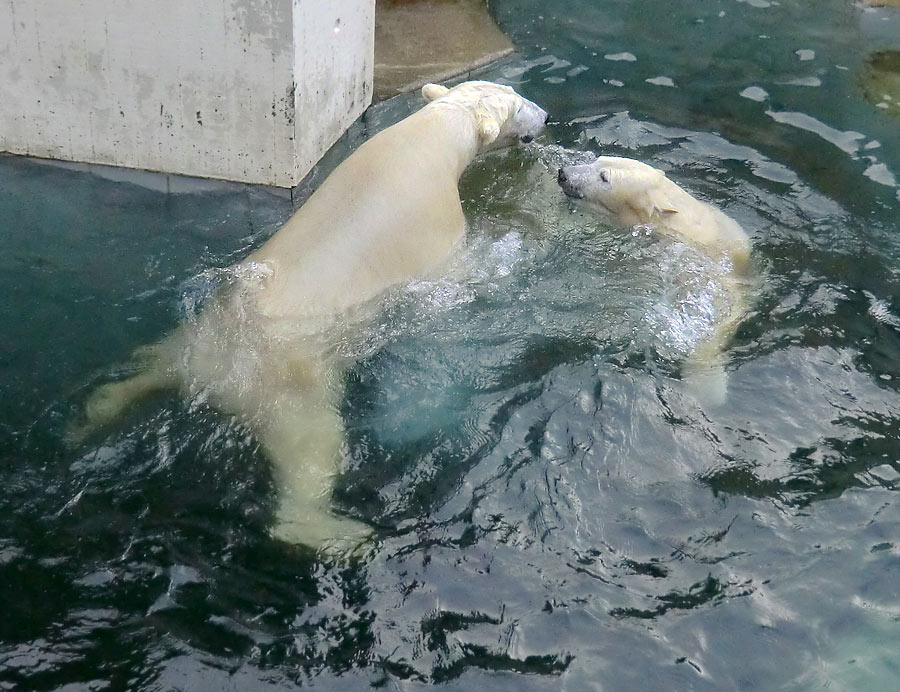 Eisbär LUKA und Eisbärin ANORI im Zoo Wuppertal am 28. Dezember 2013
