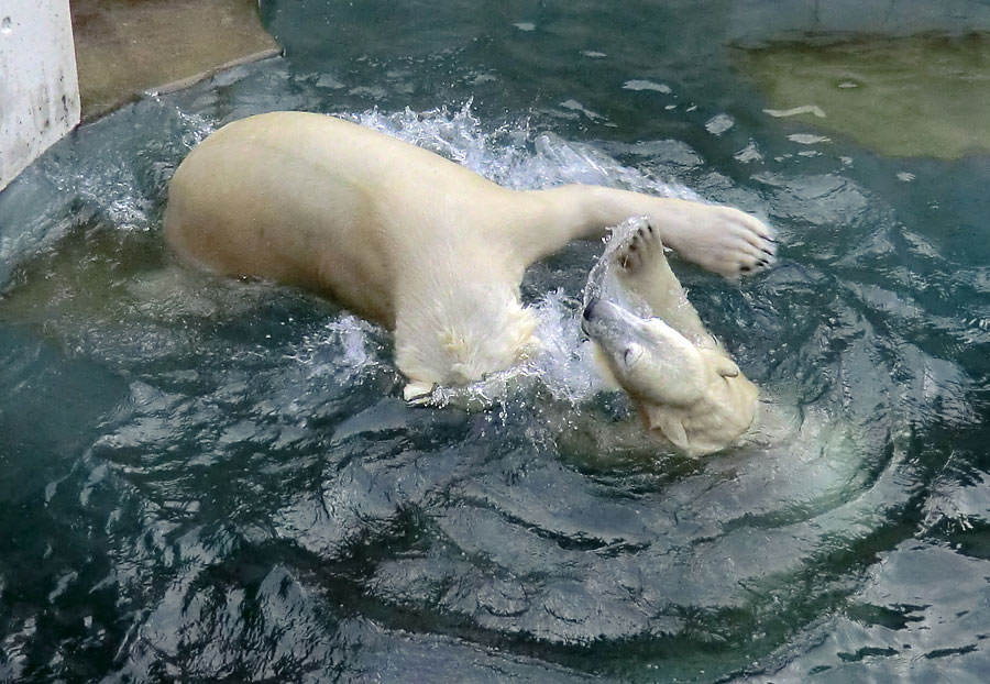 Spielende Eisbären im Wasser im Zoologischen Garten Wuppertal am 28. Dezember 2013