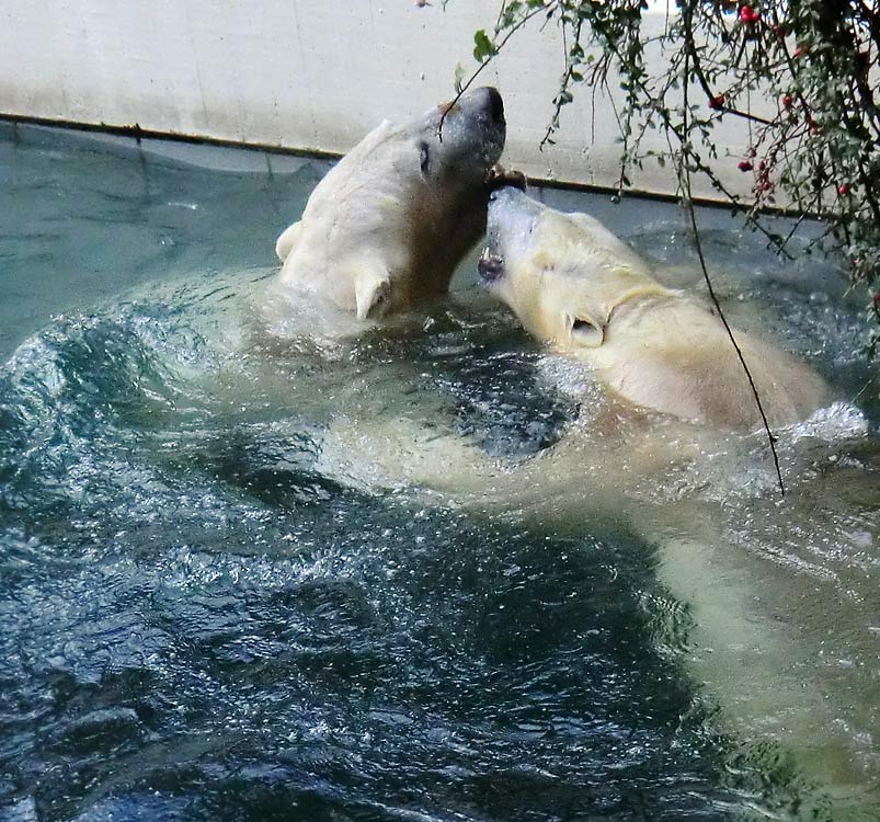 Eisbär LUKA und Eisbärin ANORI im Zoo Wuppertal am 28. Dezember 2013