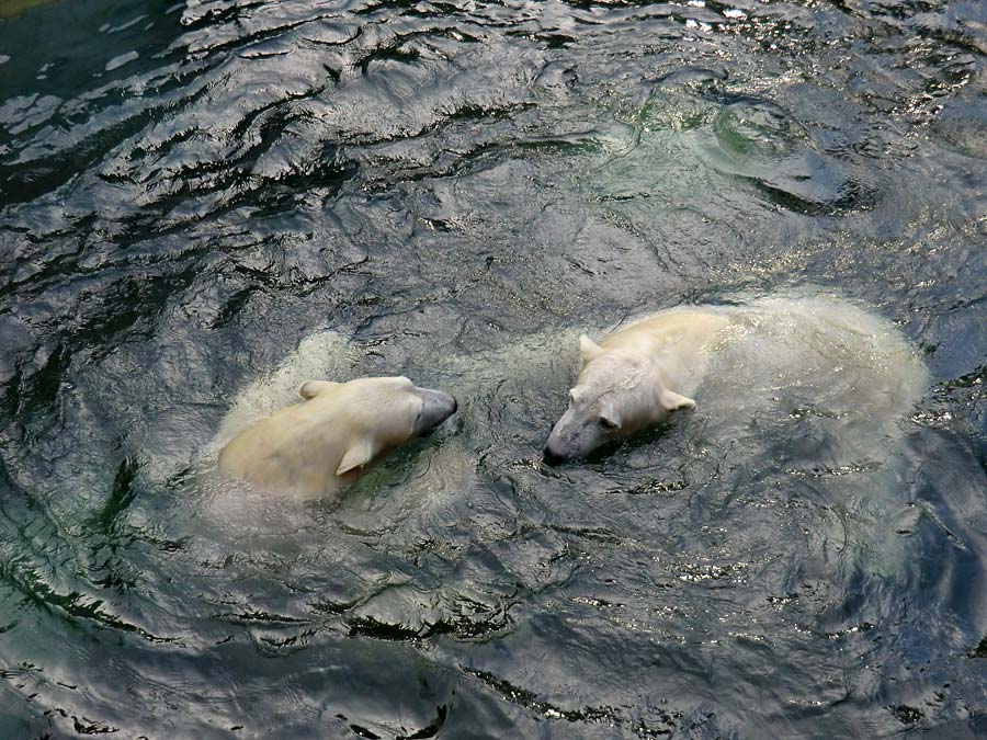 Eisbärin ANORI und Eisbär LUKA im Zoologischen Garten Wuppertal am 28. Dezember 2013