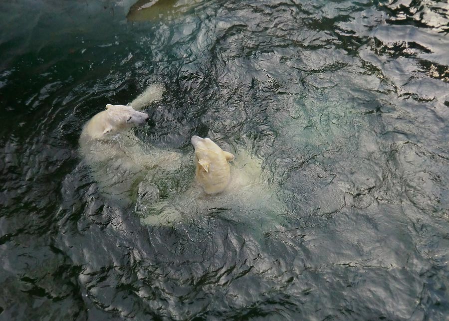 Eisbär LUKA und Eisbärin ANORI im Wuppertaler Zoo am 28. Dezember 2013