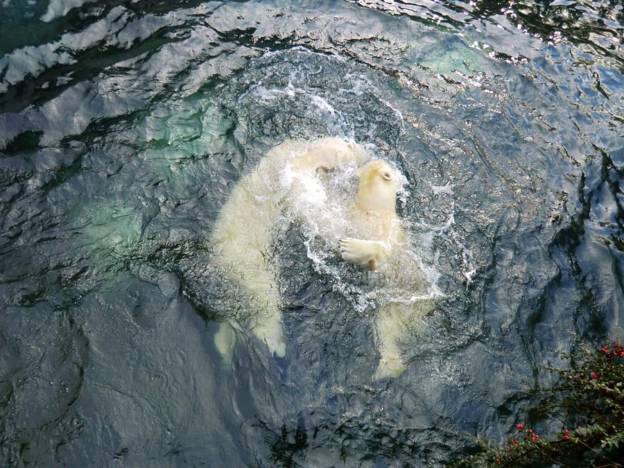 Eisbär LUKA und Eisbärin ANORI im Zoo Wuppertal am 28. Dezember 2013