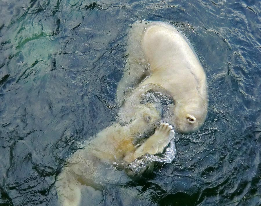 Spielende Eisbären im Wasser im Wuppertaler Zoo am 28. Dezember 2013