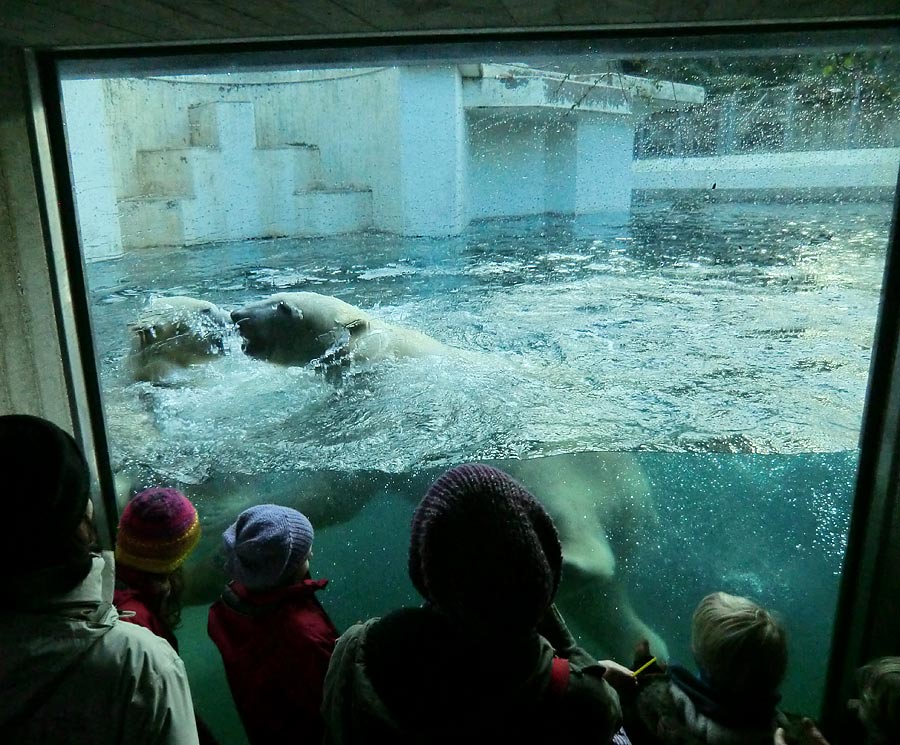 Eisbärin ANORI und Eisbär LUKA im Zoologischen Garten Wuppertal am 28. Dezember 2013