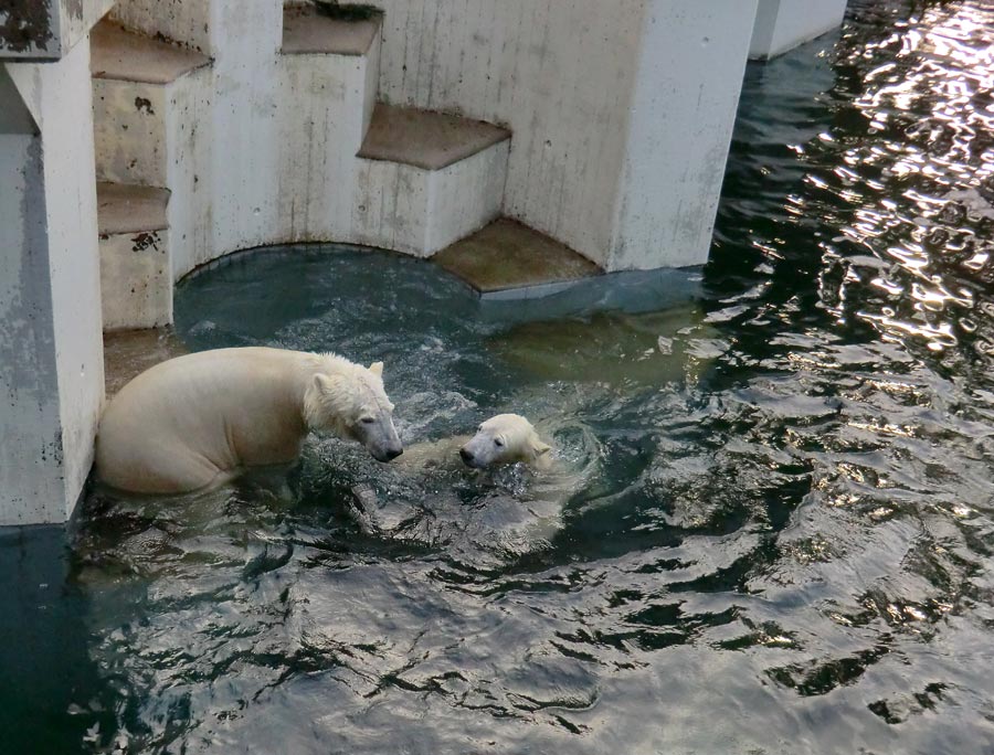 Eisbär LUKA und Eisbärin ANORI im Wuppertaler Zoo am 28. Dezember 2013