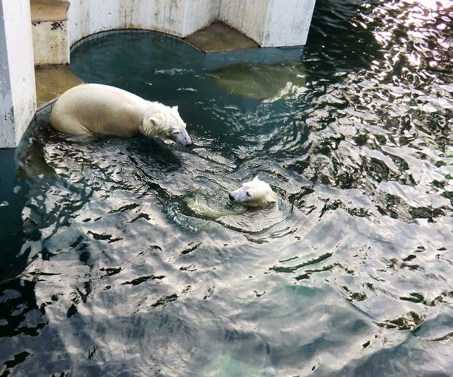 Eisbär LUKA und Eisbärin ANORI im Zoo Wuppertal am 28. Dezember 2013