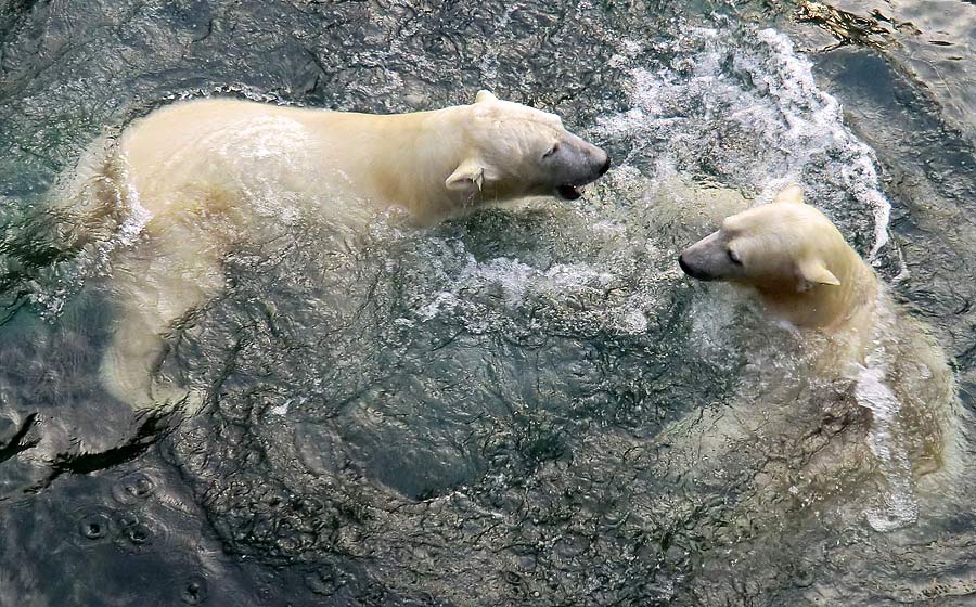Eisbär LUKA und Eisbärin ANORI im Wuppertaler Zoo am 28. Dezember 2013