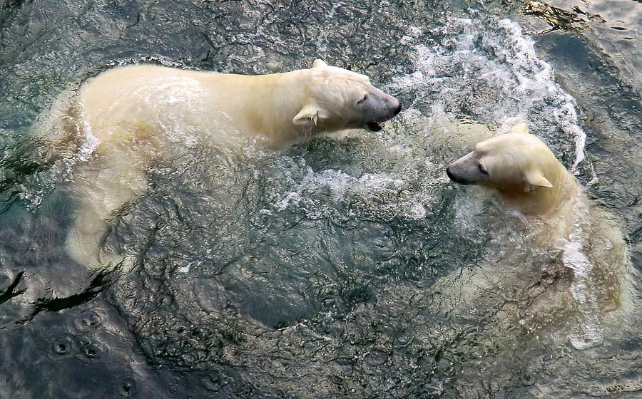 Eisbär LUKA und Eisbärin ANORI im Wuppertaler Zoo am 28. Dezember 2013