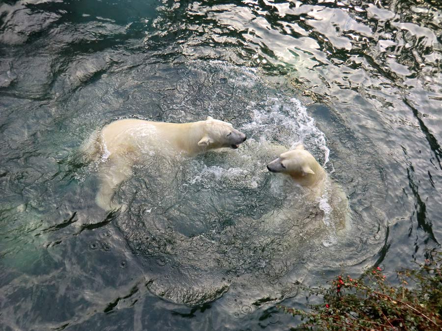 Eisbär LUKA und Eisbärin ANORI im Zoologischen Garten Wuppertal am 28. Dezember 2013