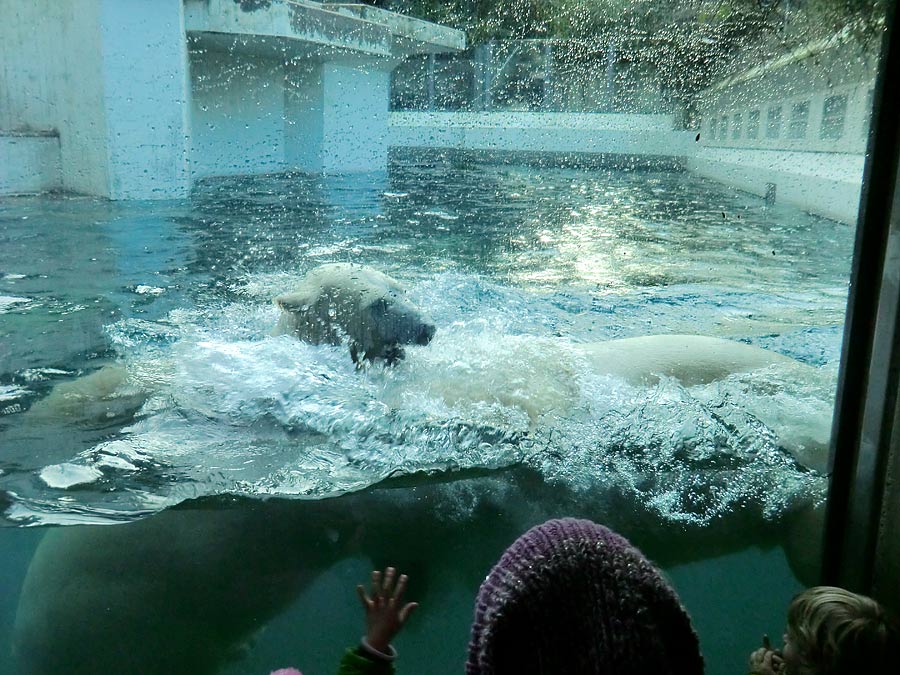 Spielende Eisbären im Wasser im Zoologischen Garten Wuppertal am 28. Dezember 2013