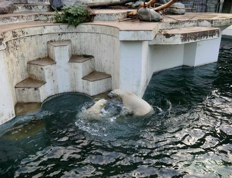 Spielende Eisbären im Wasser im Zoologischen Garten Wuppertal am 28. Dezember 2013