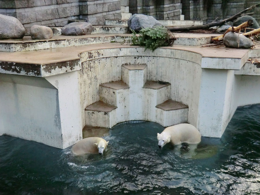 Eisbärin ANORI und Eisbär LUKA im Wuppertaler Zoo am 28. Dezember 2013