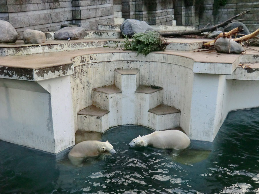 Eisbärin ANORI und Eisbär LUKA im Zoo Wuppertal am 28. Dezember 2013