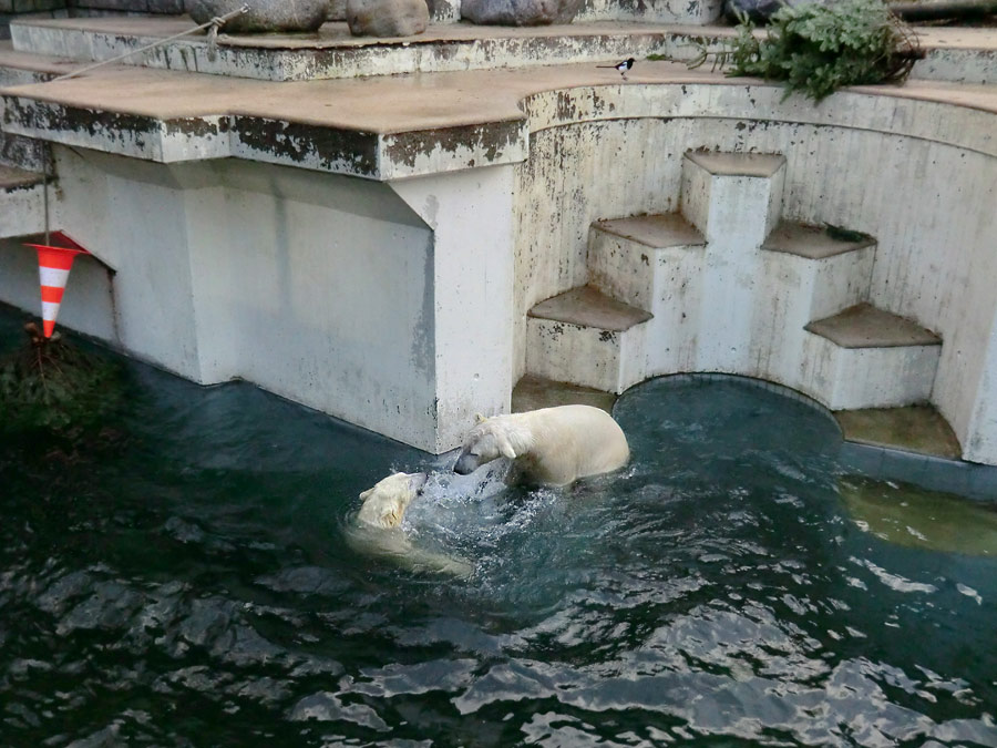 Eisbärin ANORI und Eisbär LUKA im Zoologischen Garten Wuppertal am 28. Dezember 2013