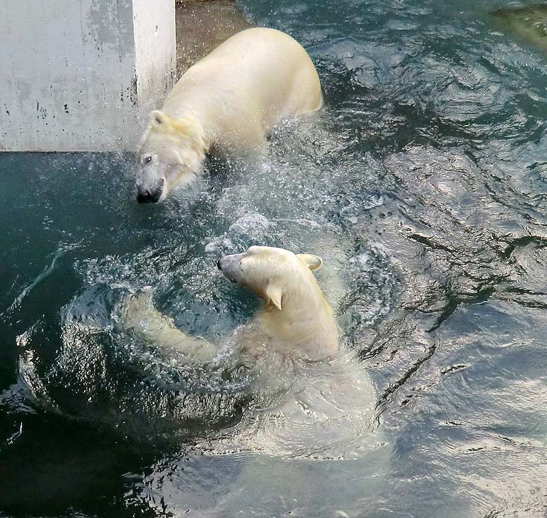 Spielende Eisbären im Wasser im Wuppertaler Zoo am 28. Dezember 2013