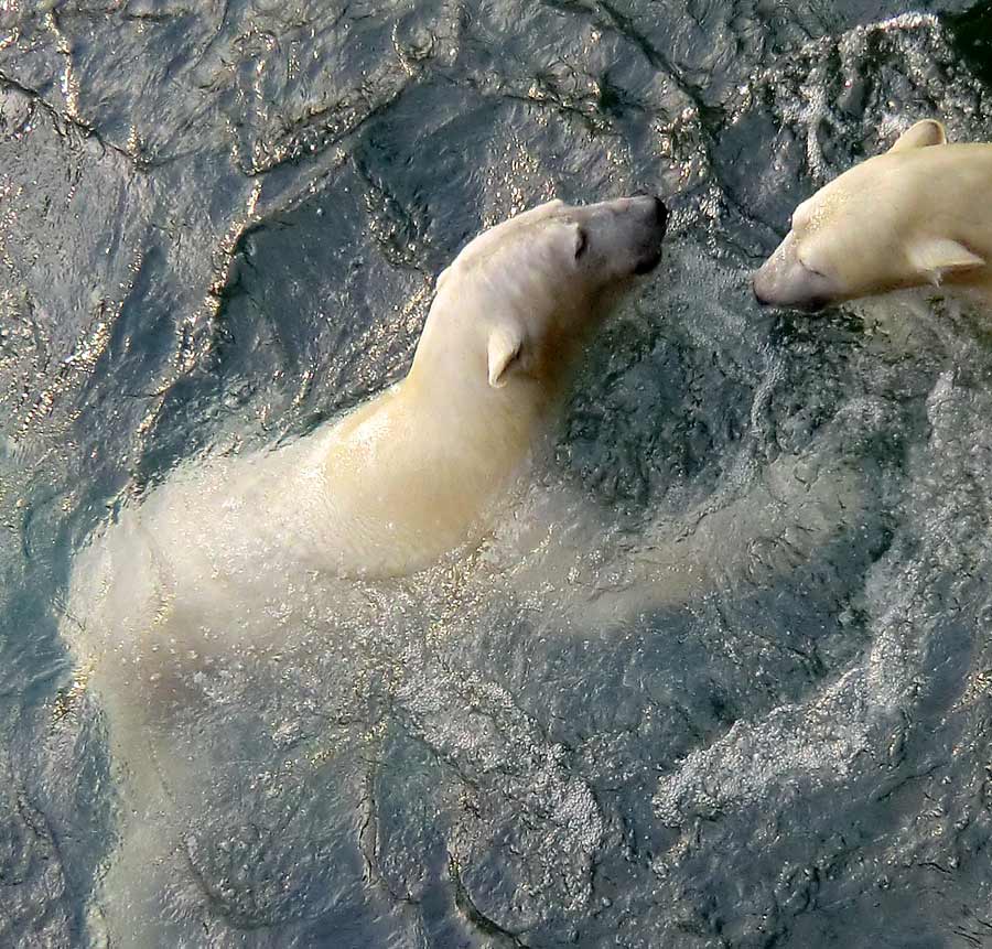 Eisbär LUKA und Eisbärin ANORI im Zoo Wuppertal am 28. Dezember 2013