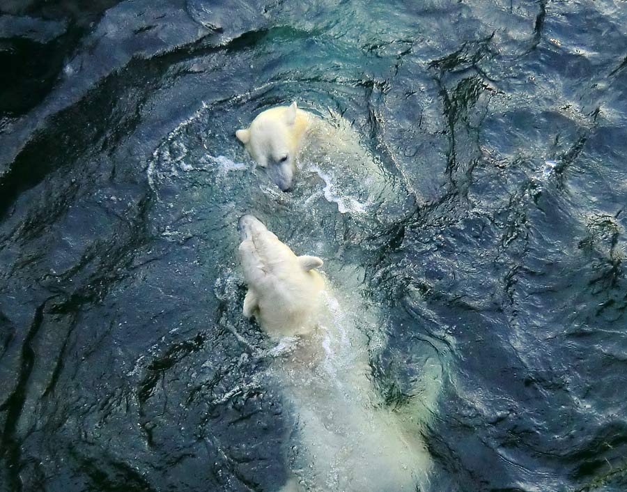 Spielende Eisbären im Wasser im Zoologischen Garten Wuppertal am 28. Dezember 2013