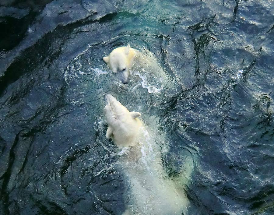 Spielende Eisbären im Wasser im Zoologischen Garten Wuppertal am 28. Dezember 2013