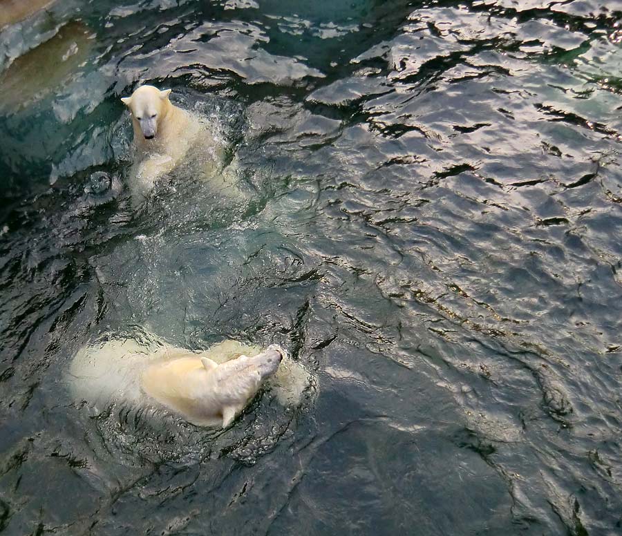 Spielende Eisbären im Wasser im Zoo Wuppertal am 28. Dezember 2013