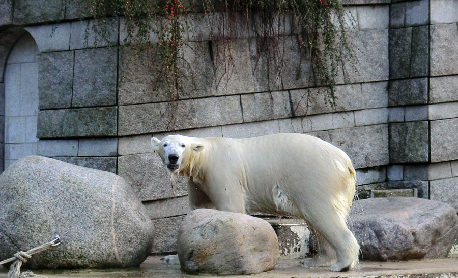 Eisbär LUKA im Wuppertaler Zoo am 28. Dezember 2013